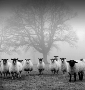A flock of sheep in the midst