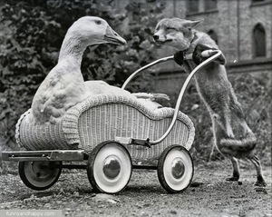 A fox pushing a goose in a cart