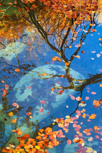 A water reflection showing the moon and fall trees