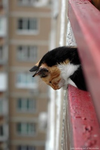 A cat looking down the side of a building