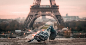 Two birds in front of the Eiffel Tower