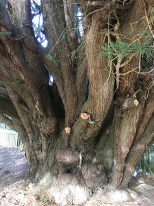 Large tree with multiple trunks