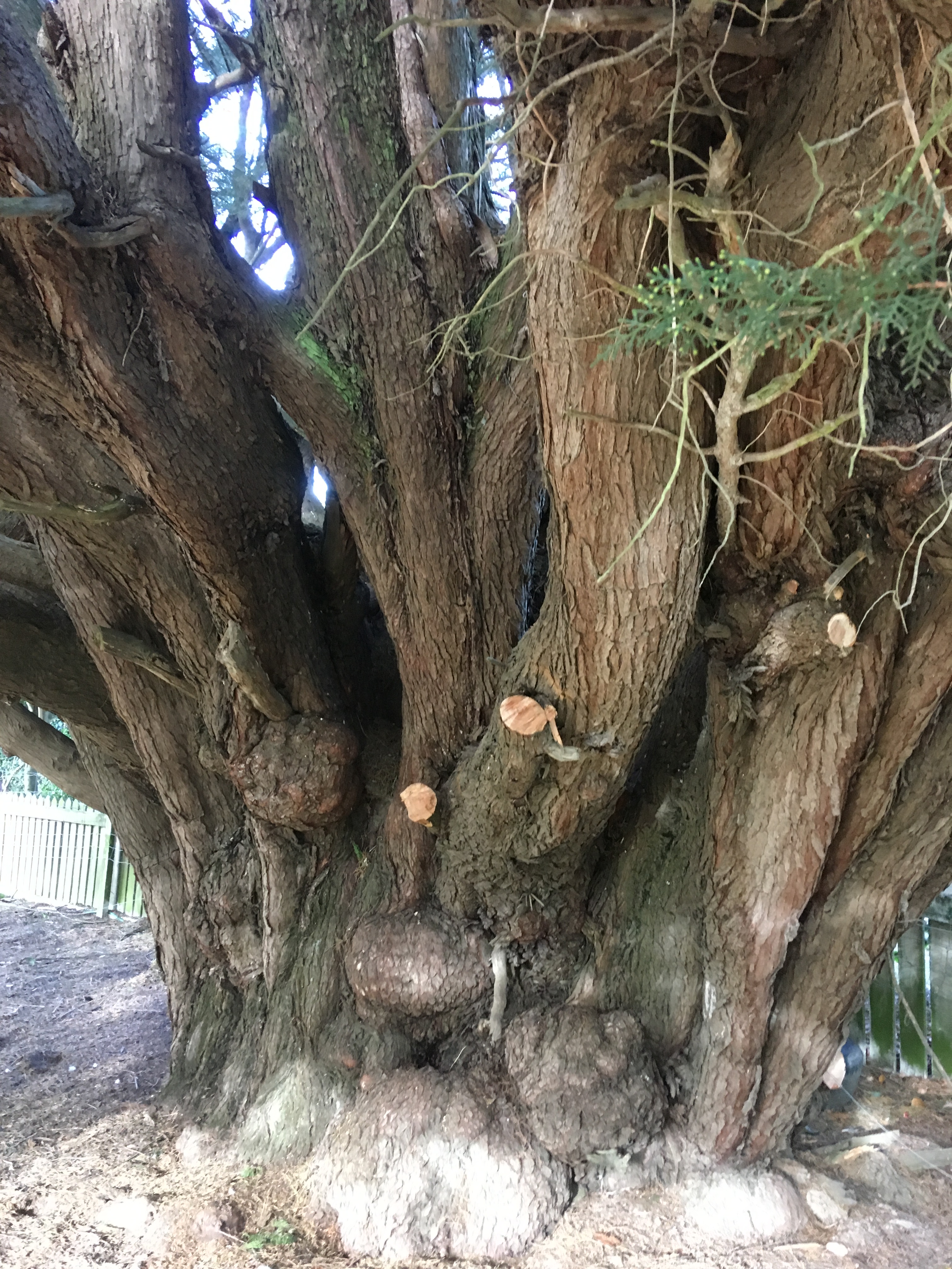 Large tree with multiple trunks