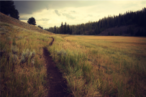 a beaten path running through a country field