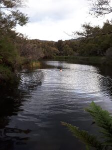 Person swimming in a secluded pond surrounded by a forest