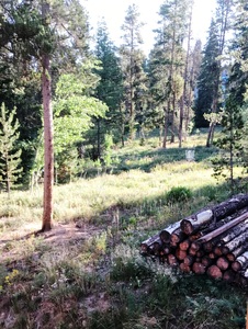 A pile of lumbered logs in the forest