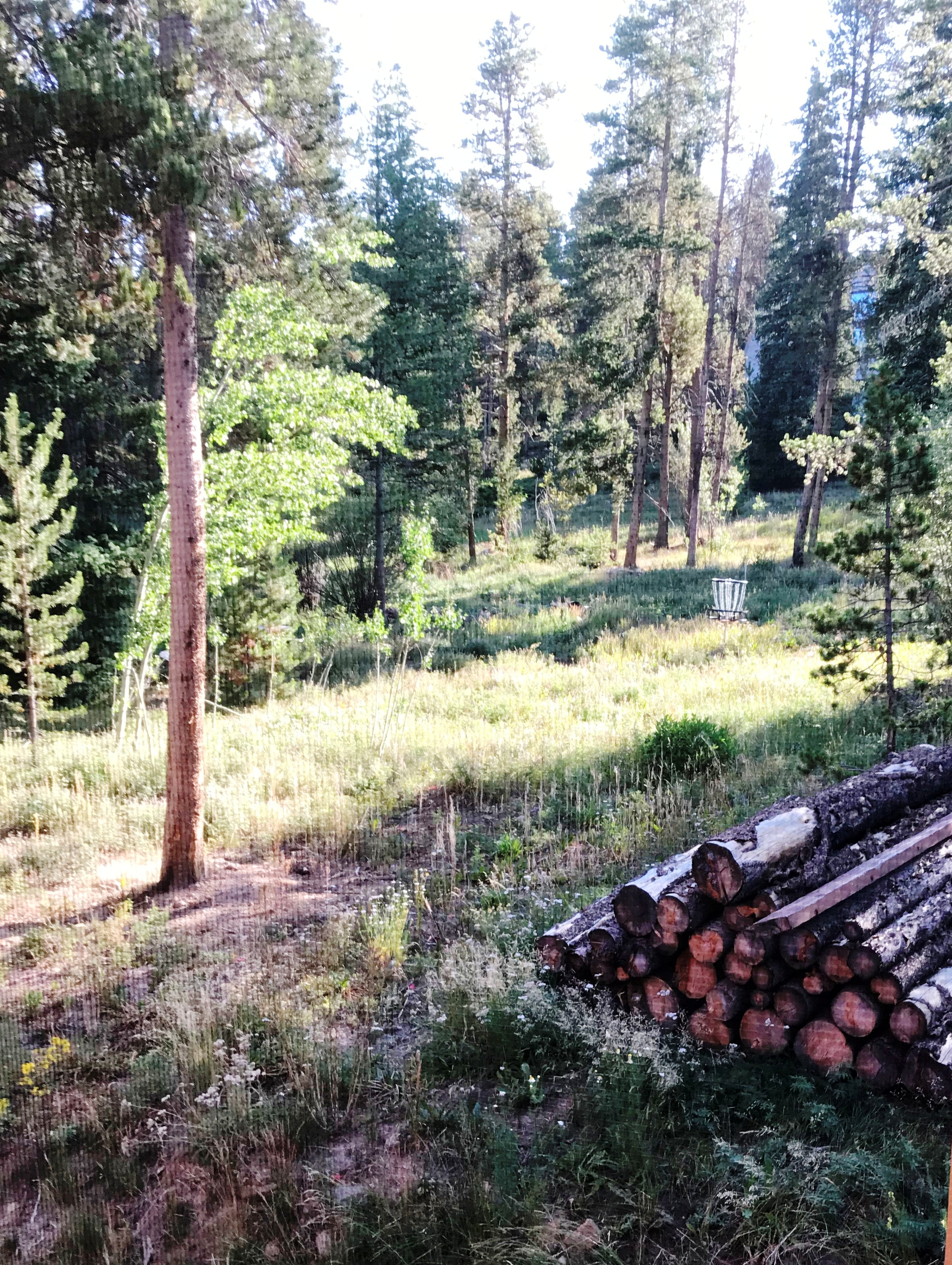 A pile of lumbered logs in the forest