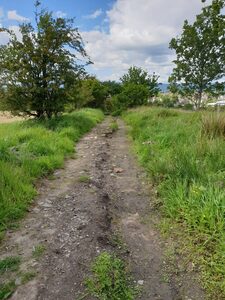 A dirt path through a rustic field