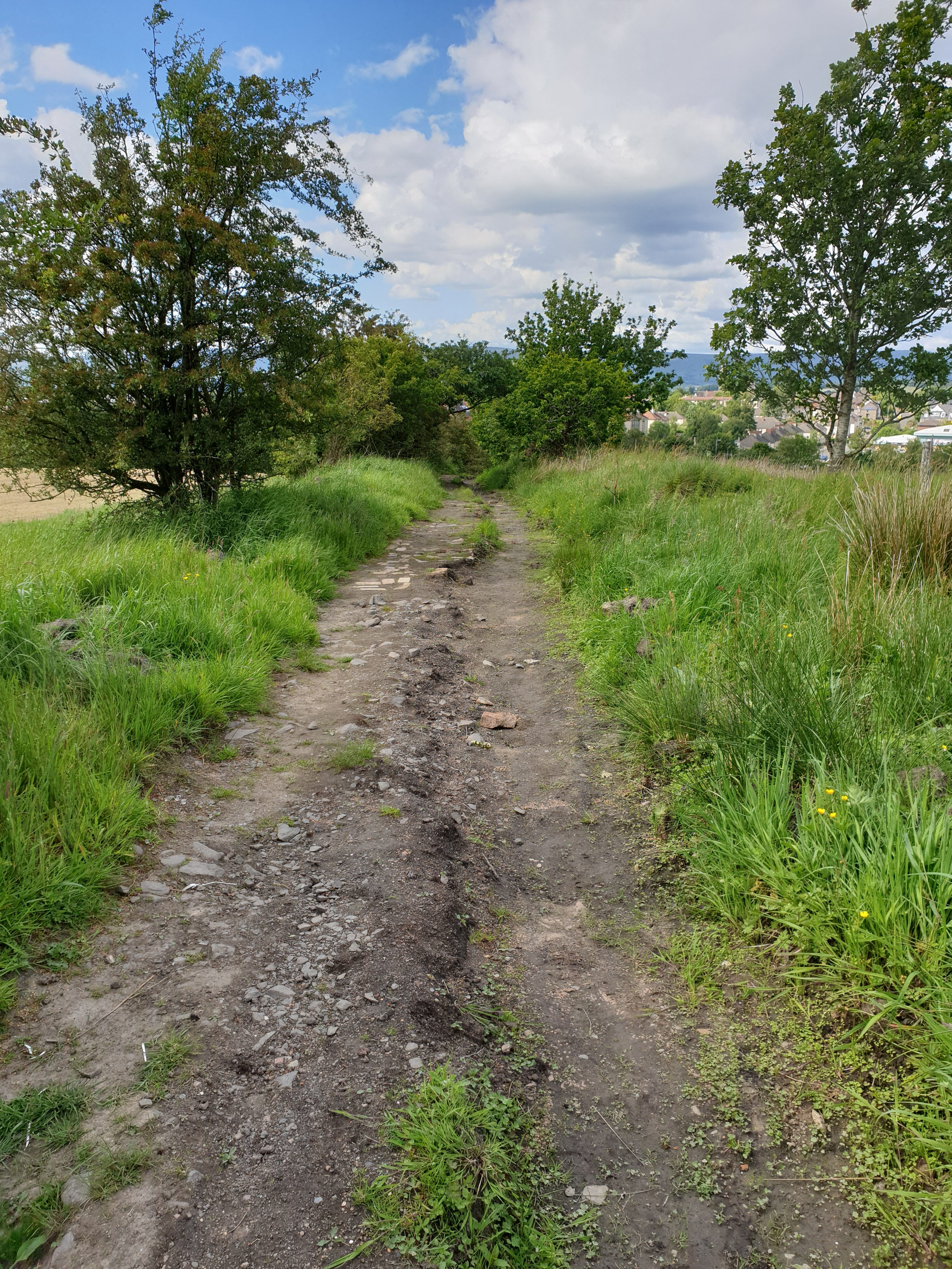 A dirt path through a rustic field