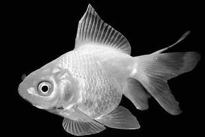 Goldfish