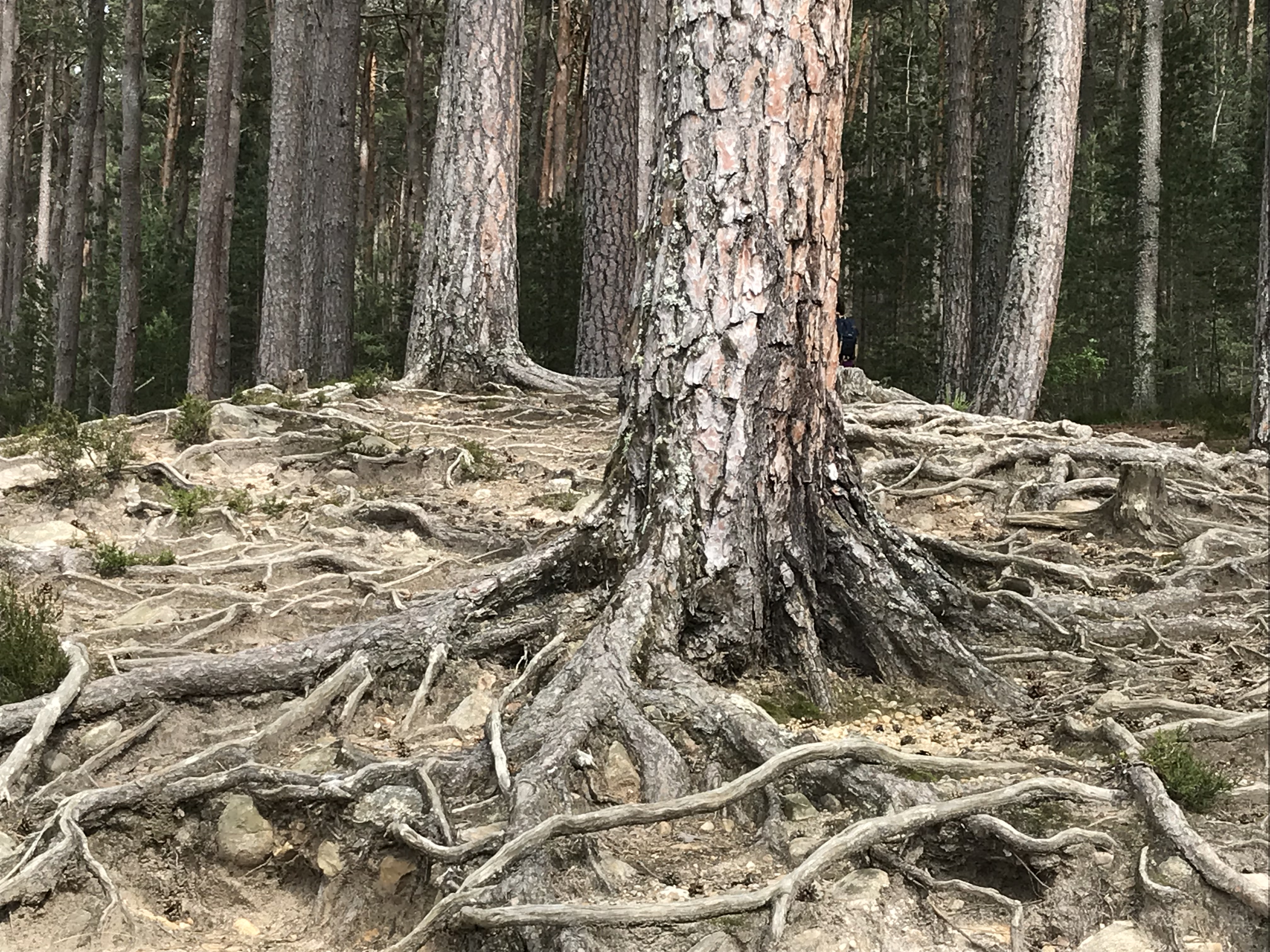 Tree with wild root system