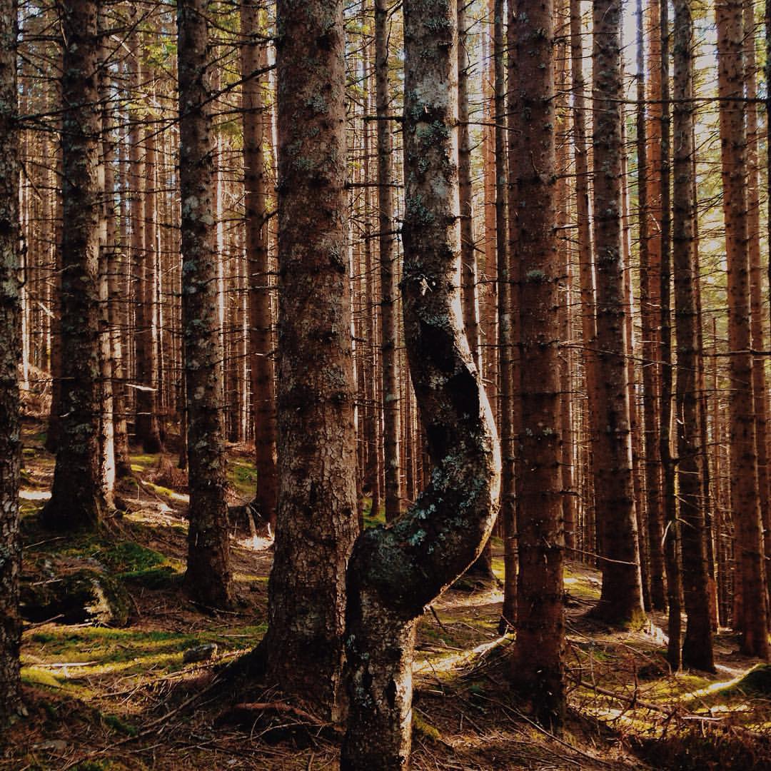 Forest