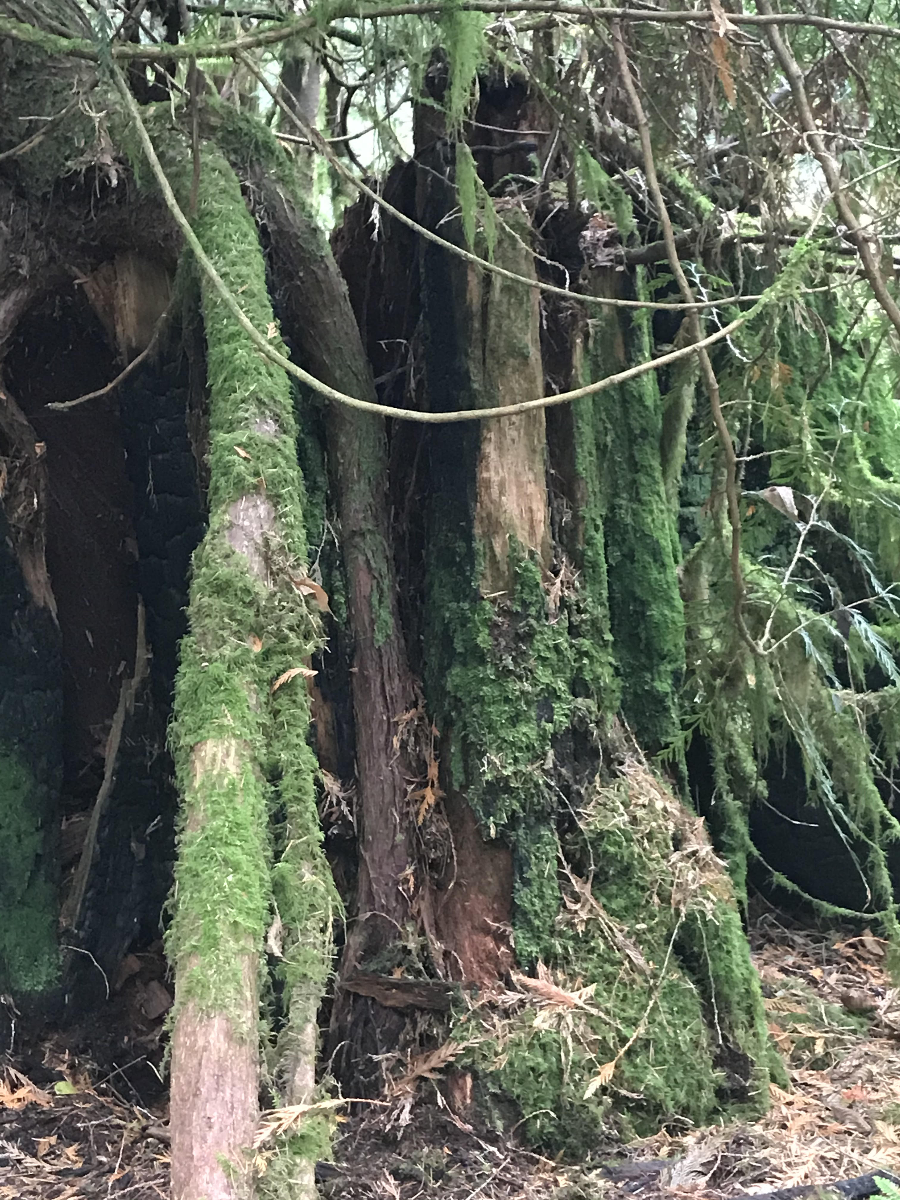 stand of trees