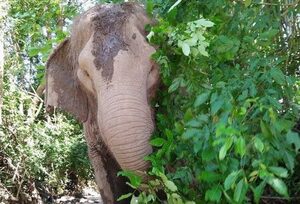 Elephant hiding behind trees