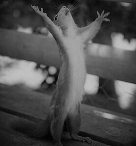 Squirrel with it's arms thrown up