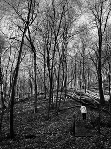 black and white photo of a forest in late fall