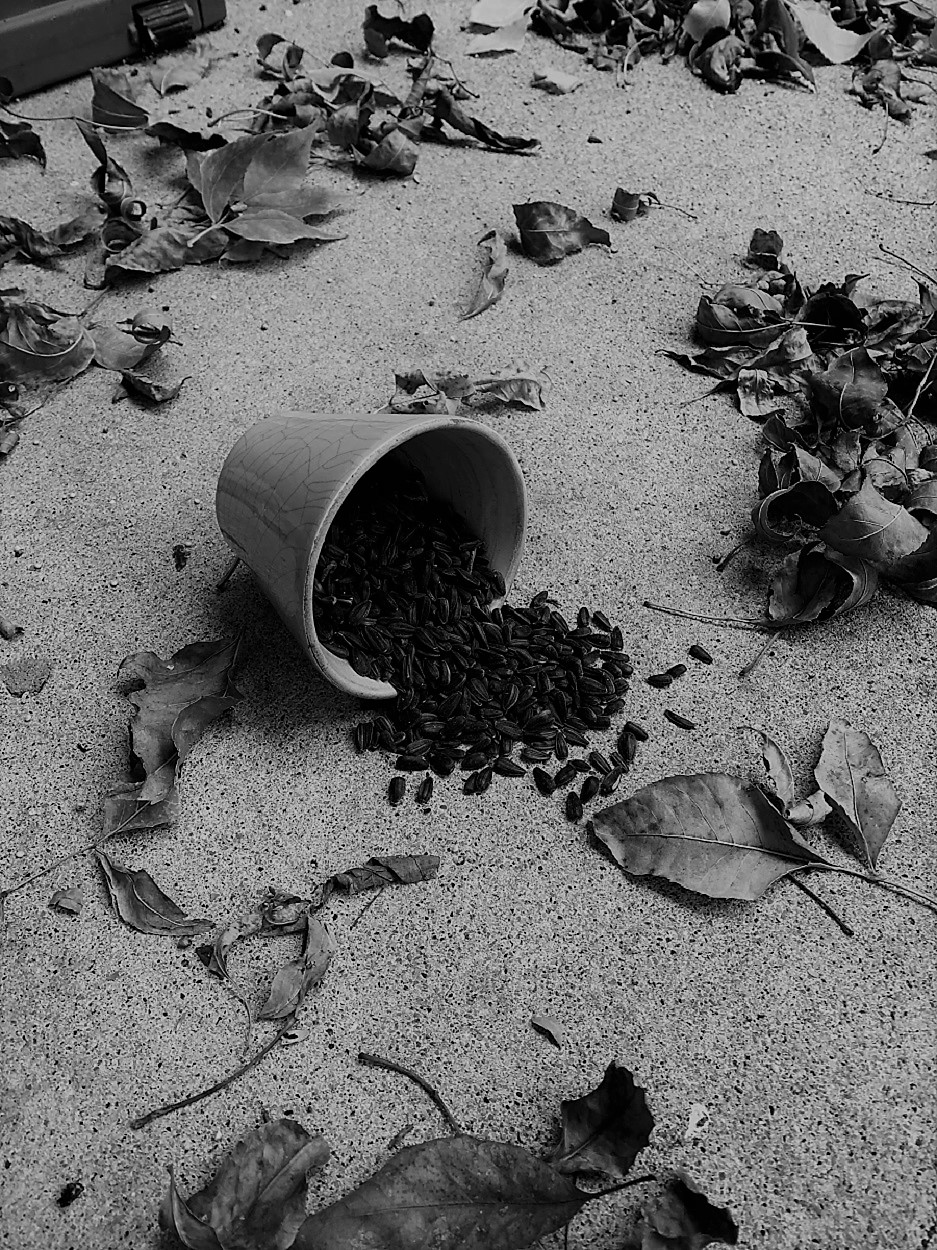 Black and white photo of a flower pot tipped over with seeds spilling out