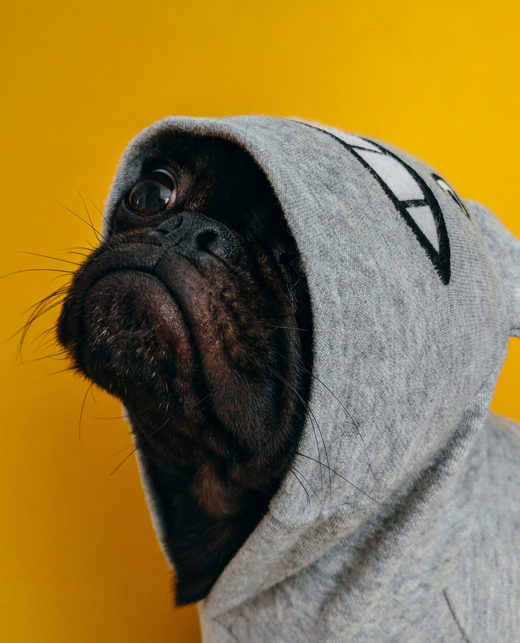 Chihuahua wearing a hoodie 