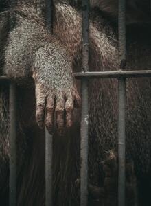 Koala arm reaching through bars