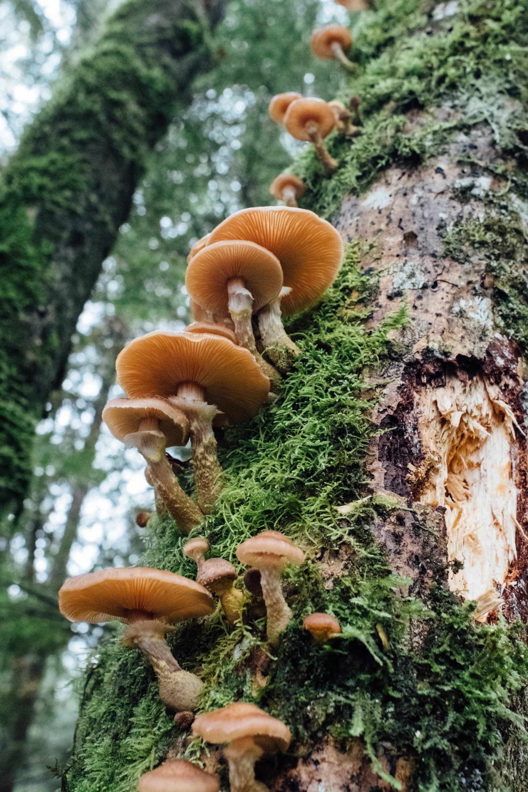 mushrooms growing on the side of the tree