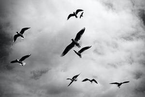 black and white seagulls