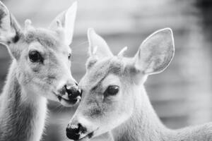Two young deer