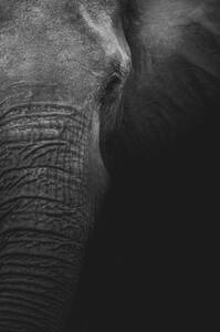 Elephant face