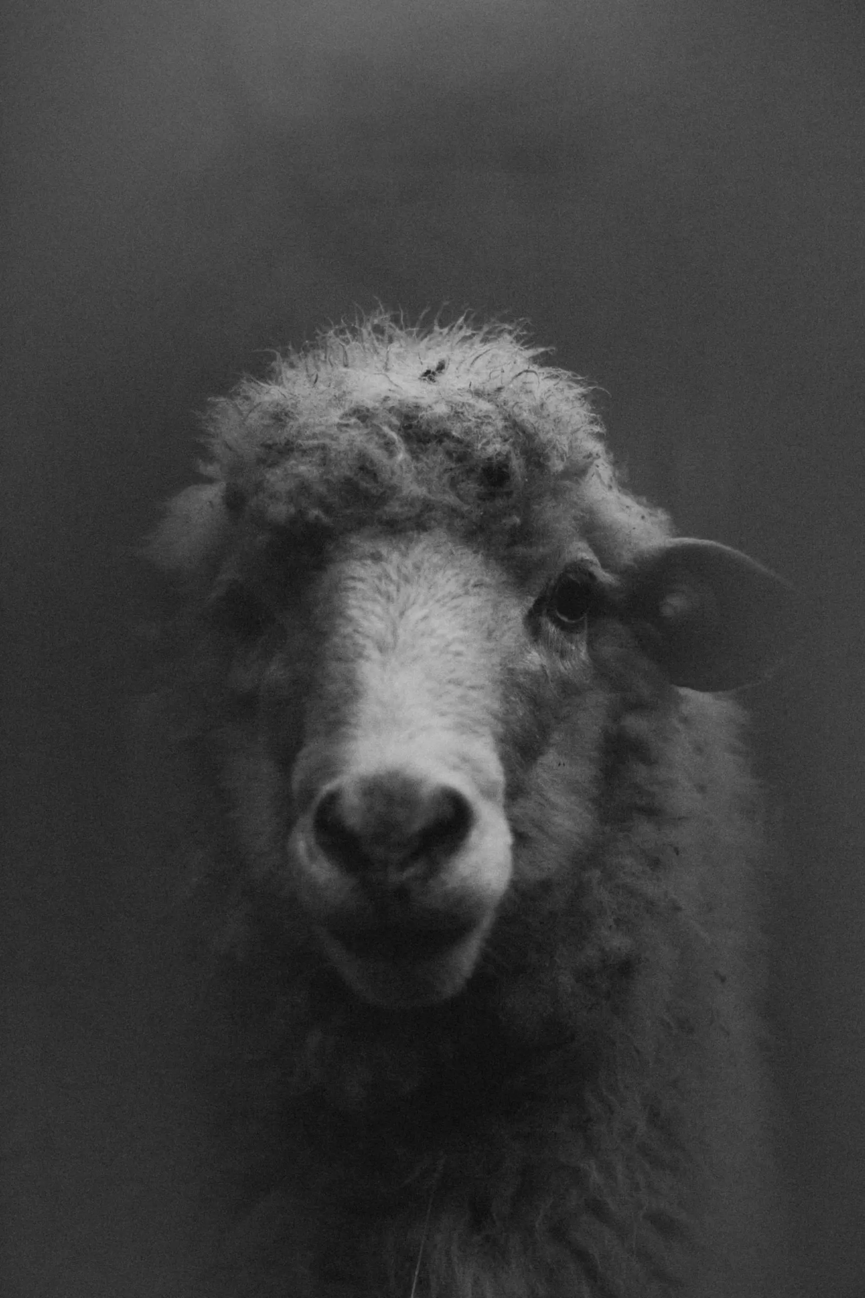 Special Issue: 2021 New Flash Fiction Prize