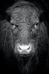 Cow face