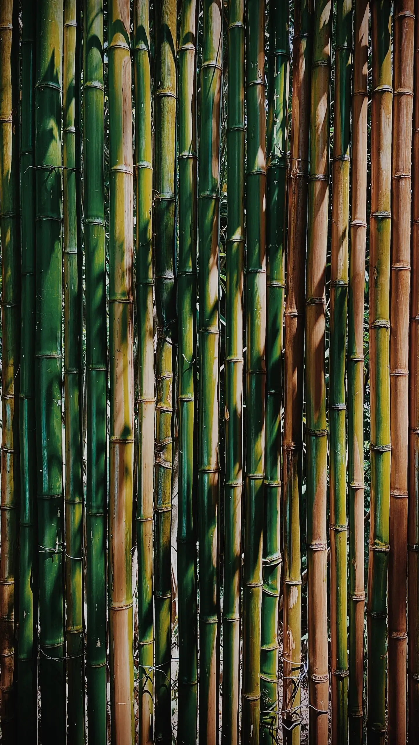 a row of bamboo