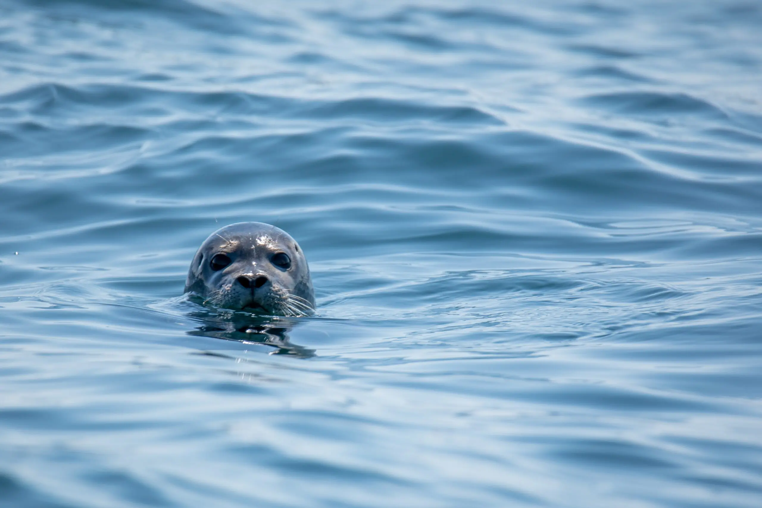 keith-luke-dKe9GgzS8Ek-unsplash-scaled Seal with it's head poking out of the water