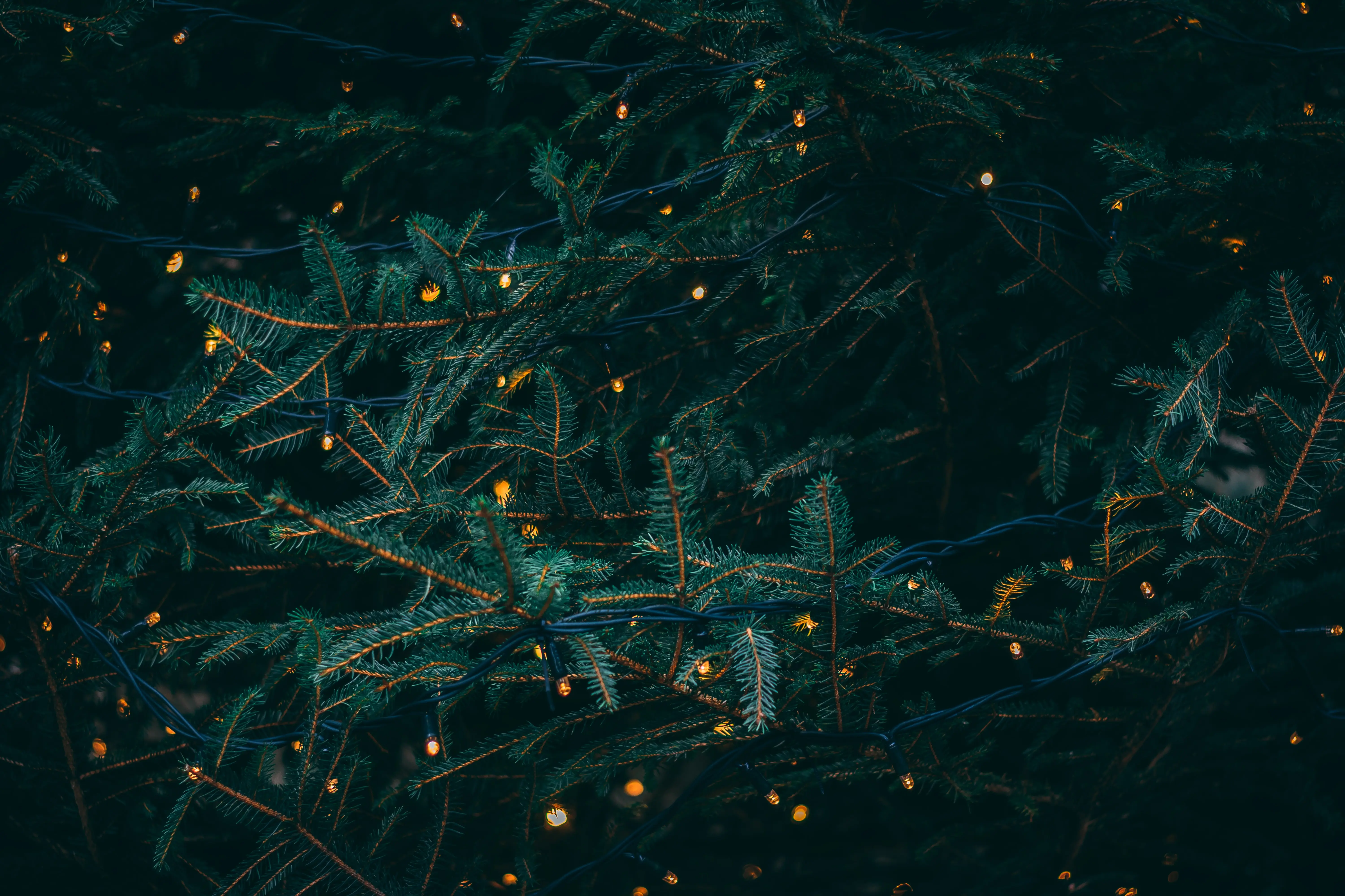 Christmas tree branches