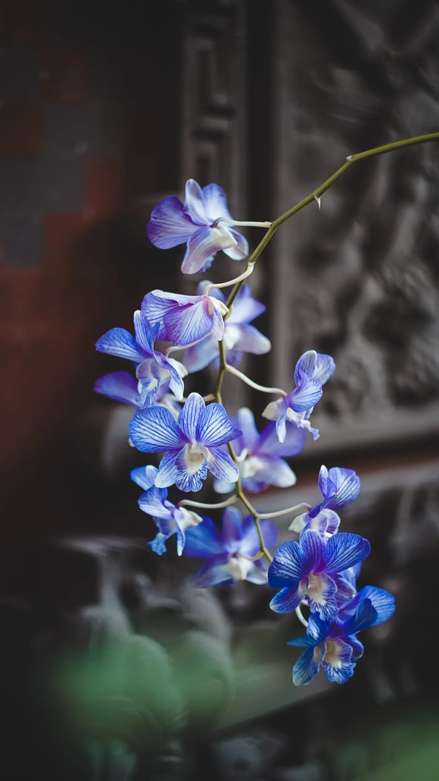 purple flowers