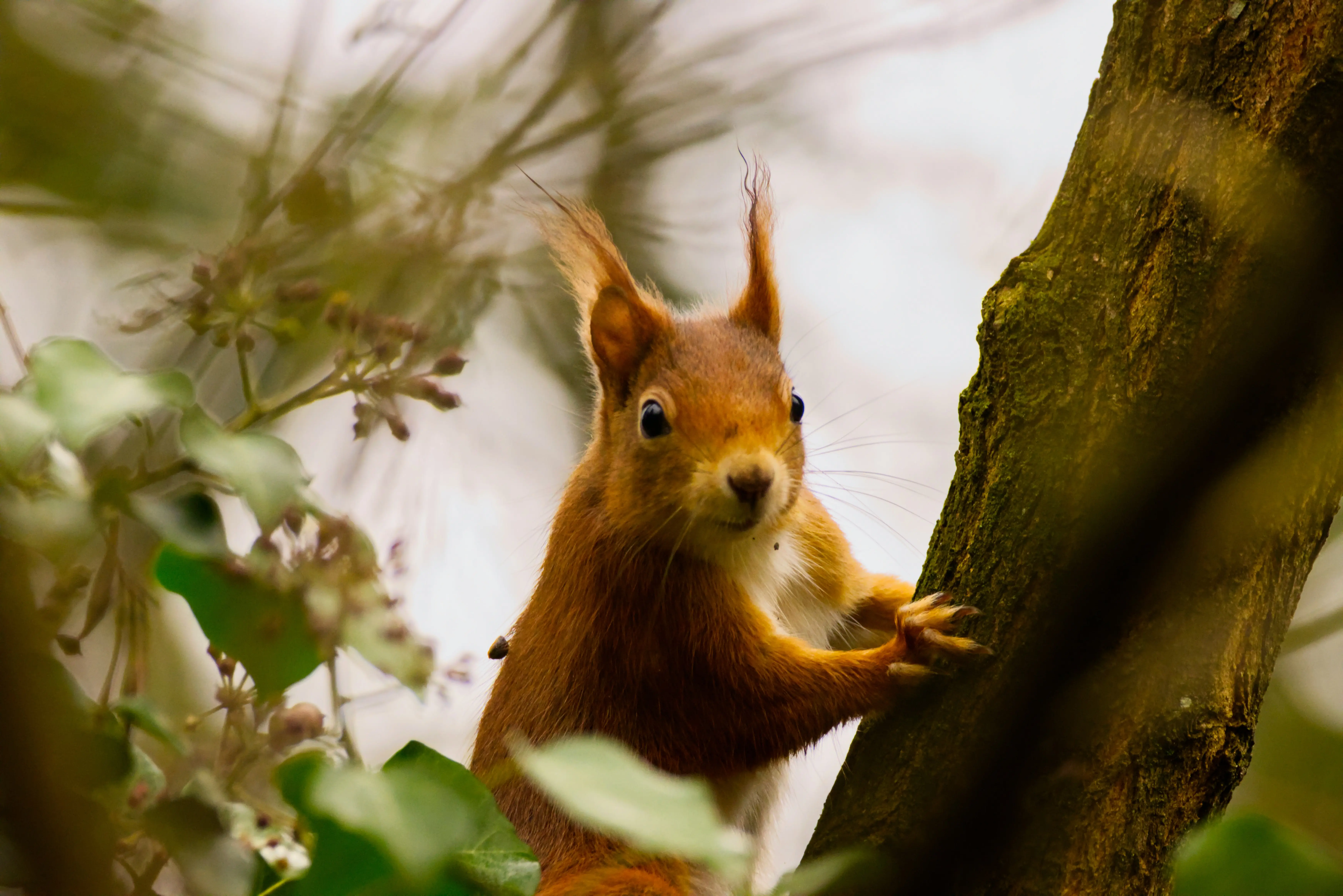 Red Squirrel in a tree