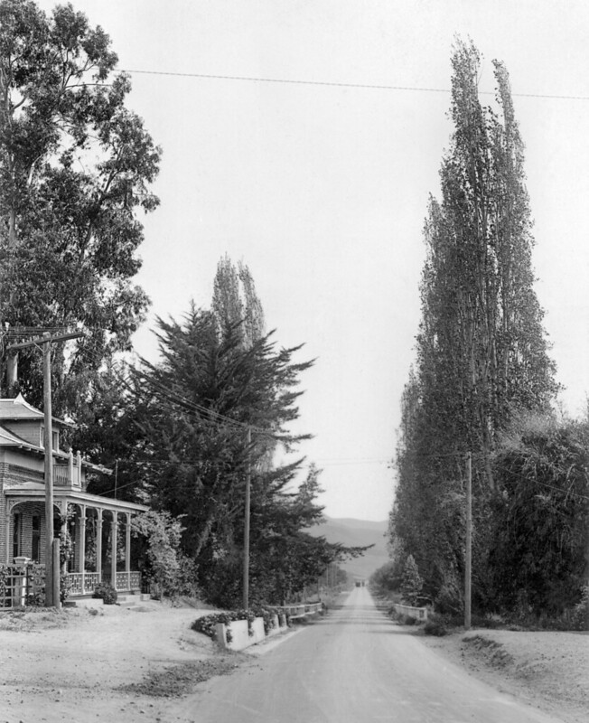 Vintage photo of a long country road between two tall pine trees and a house on one side