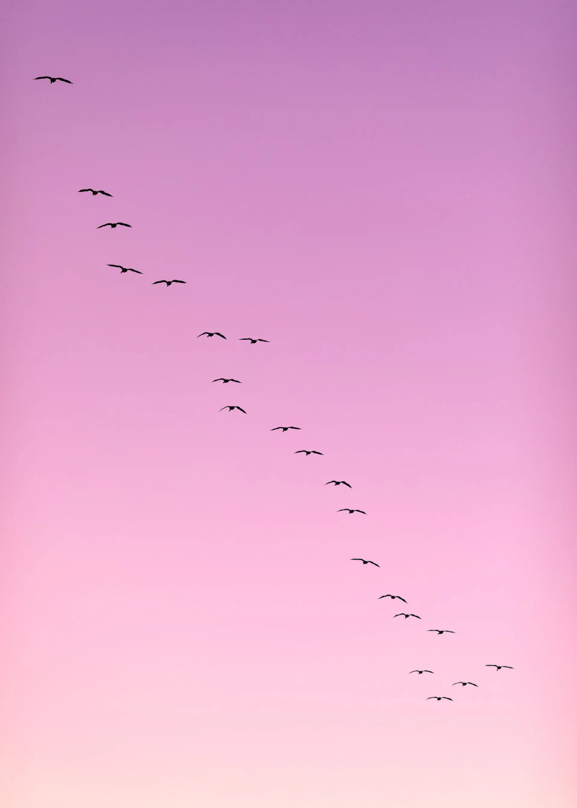 a flock of flamingos flying