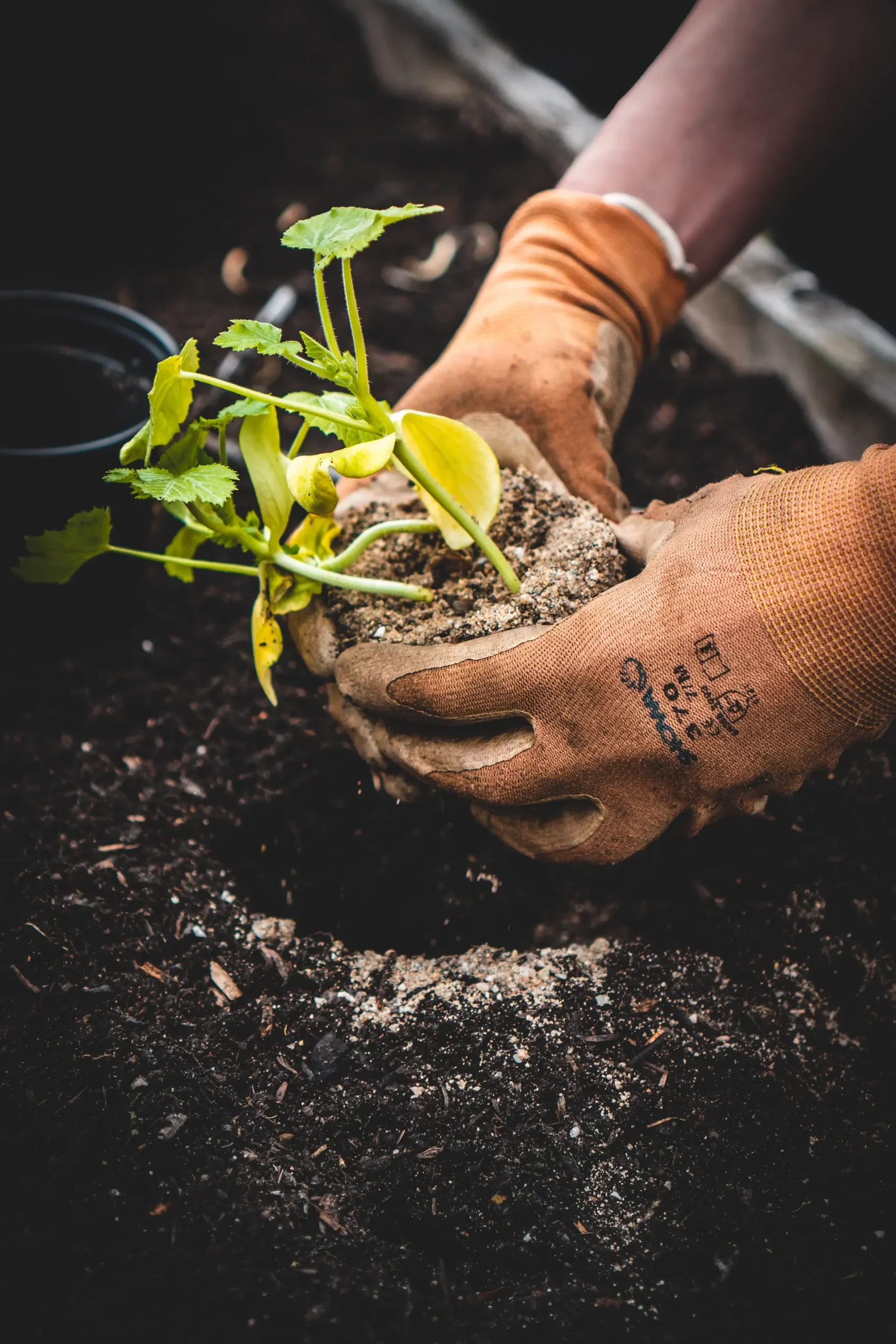 Hands in gloves working in a garden