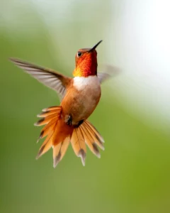 A hummingbird in mid-flight