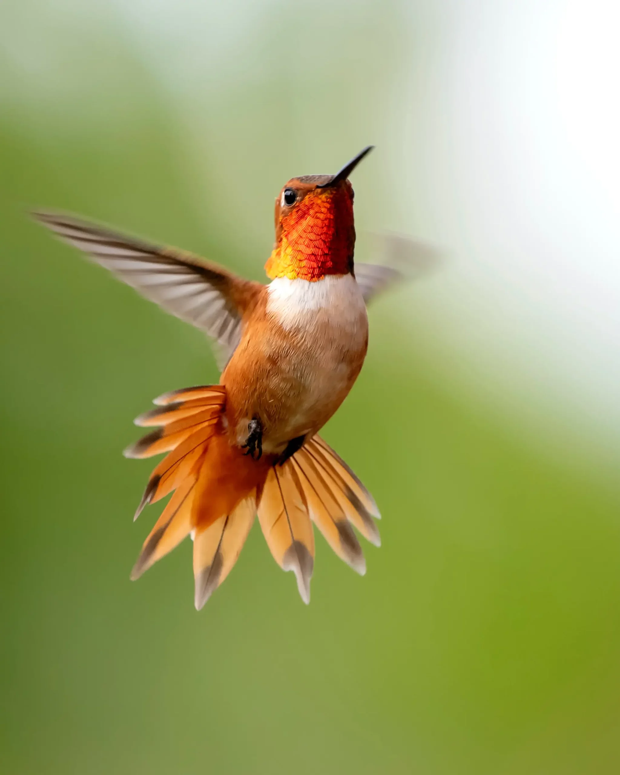A hummingbird in mid-flight