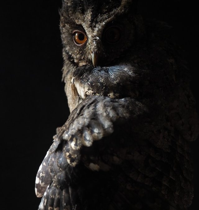 Lullaby by Darlene Eliot