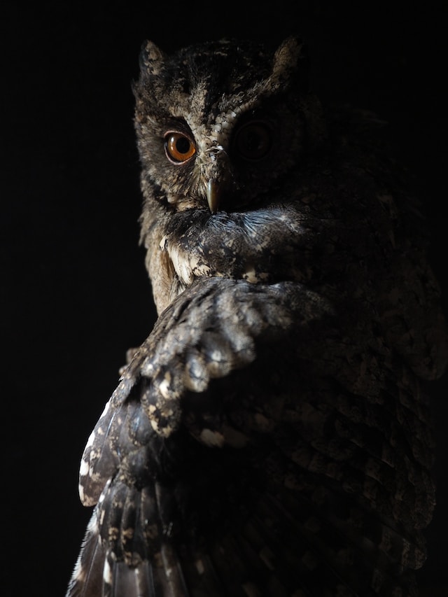 Owl at night