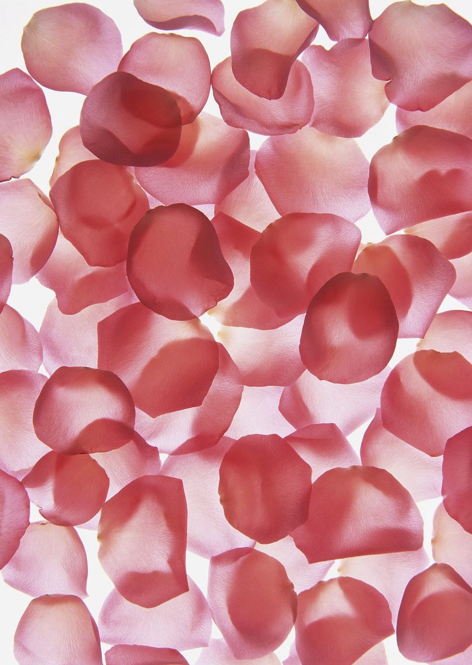 Free pink rose petals image