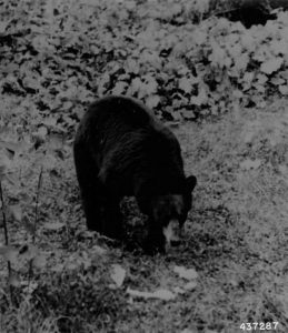 Vintage photo of a bear in the wild.