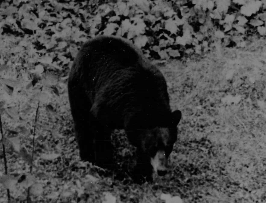 Itinerary by Richard Holinger