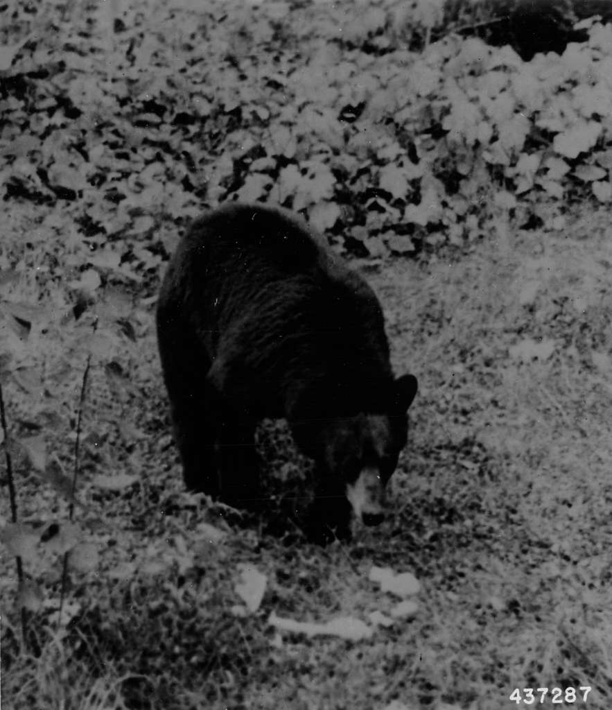 Vintage photo of a bear in the wild.