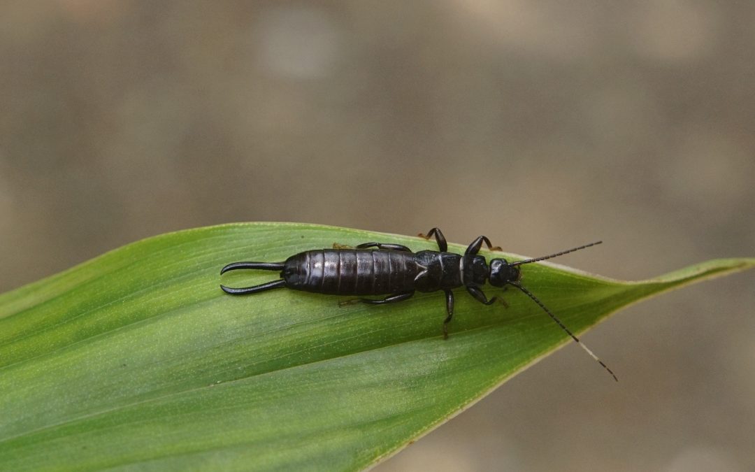 Clearly Defined Clouds by Jude Higgins