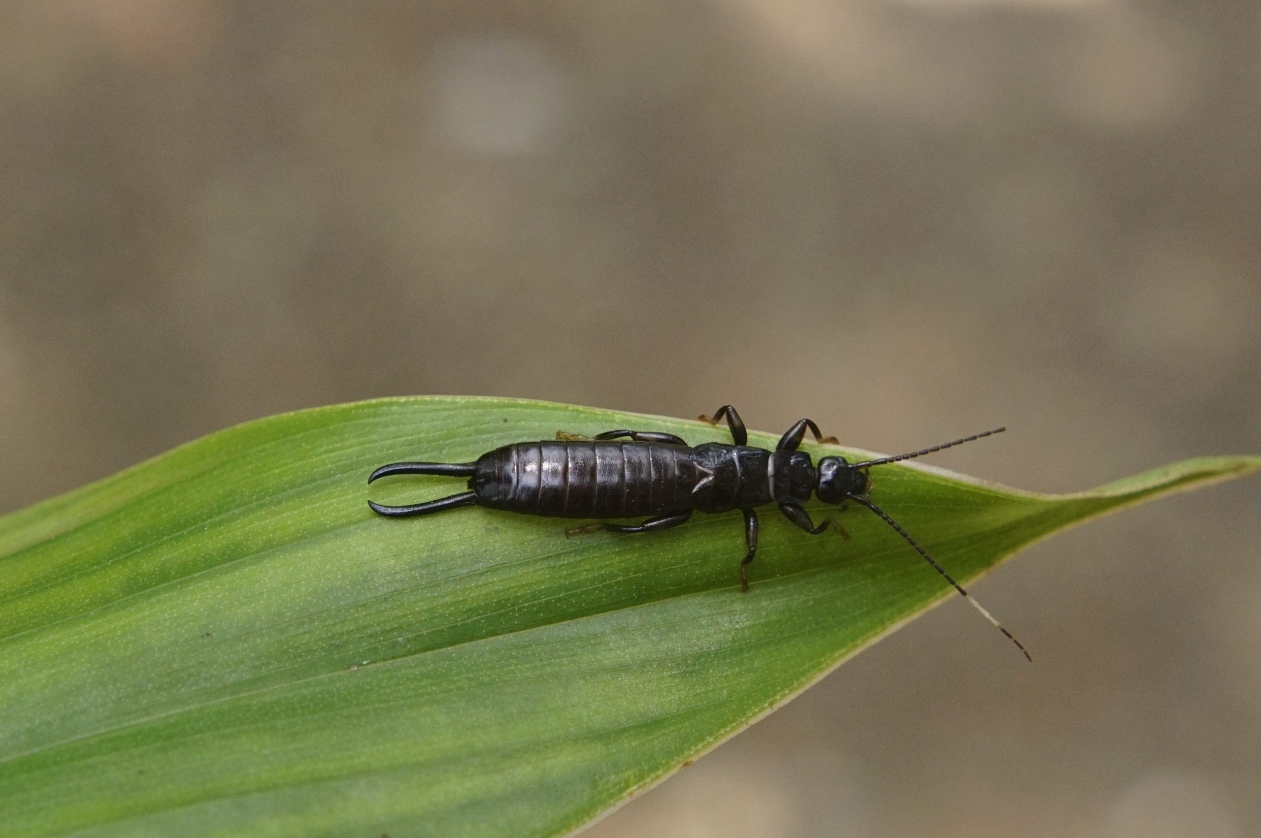 Dermaptera (Earwig)