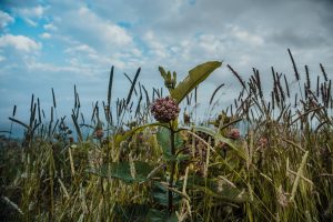 pink flowers in green grass field under blue sky