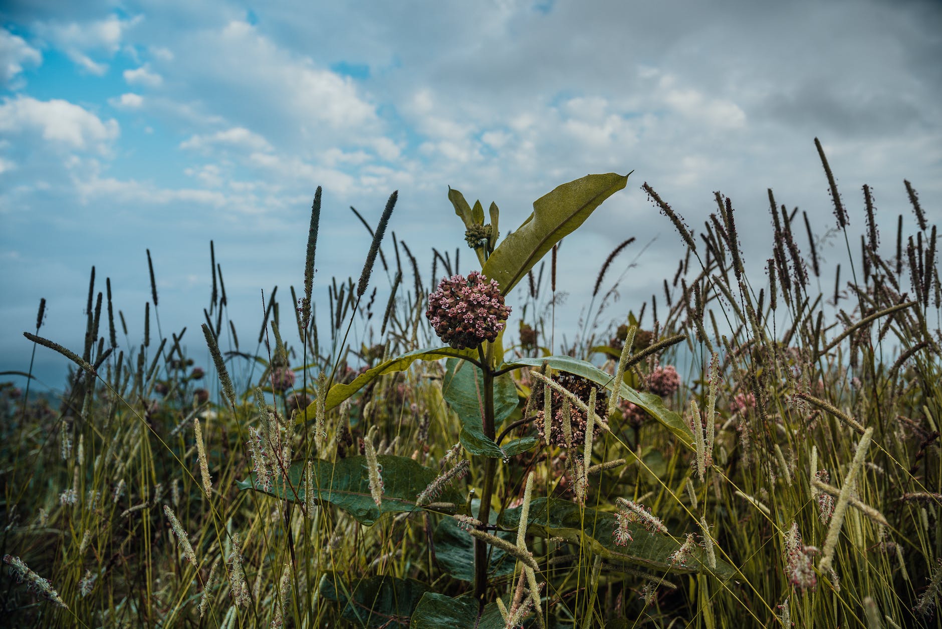 pink flowers in green grass field under blue sky