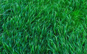 shallow focus photo of green grass field